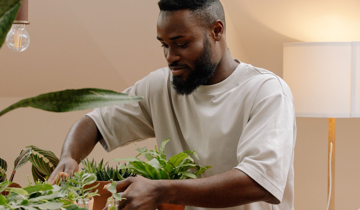 Avoiding Root Rot in Overwatered Indoor Plants