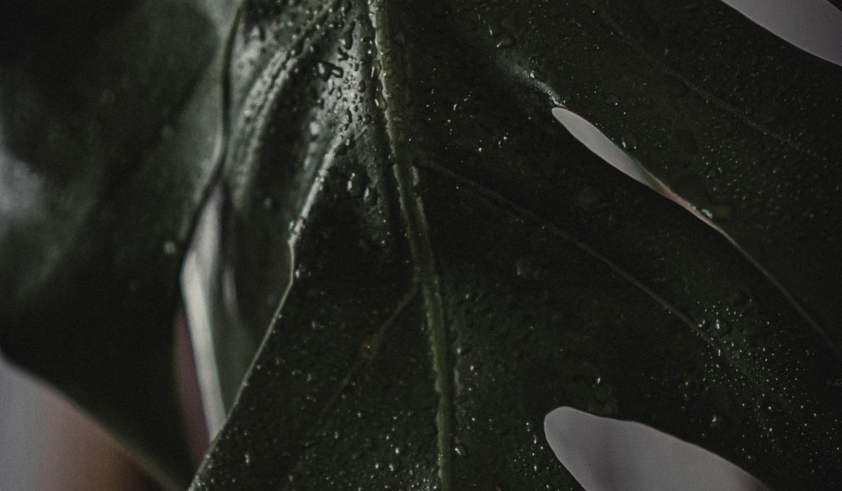 Choosing the Right Pot Size for Healthy Root Growth