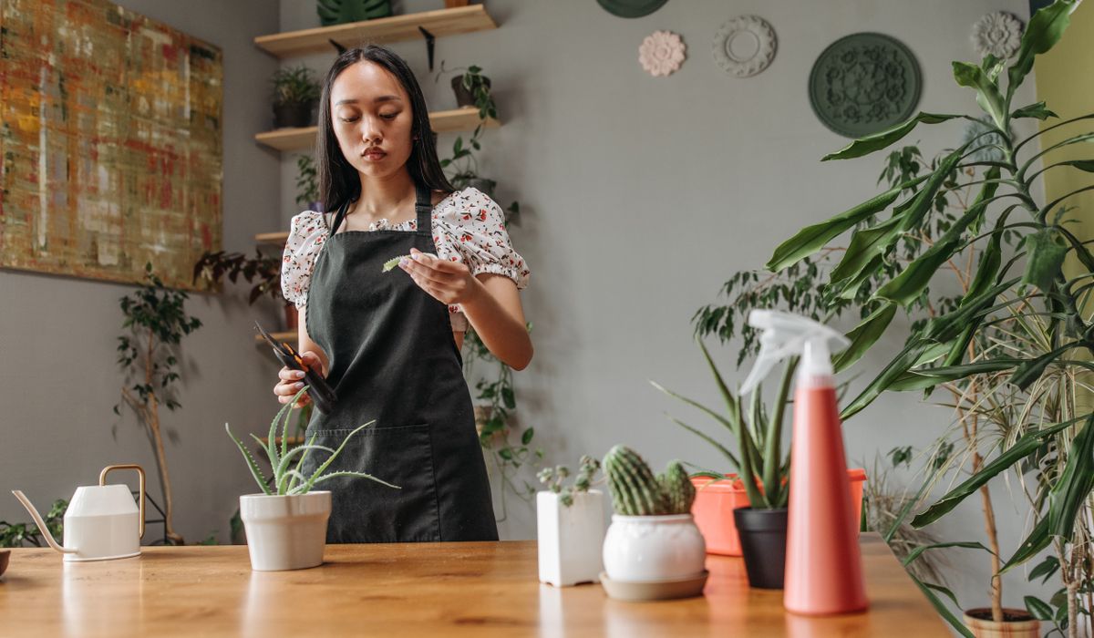 Cleaning Leaves to Help Indoor Plants Breathe