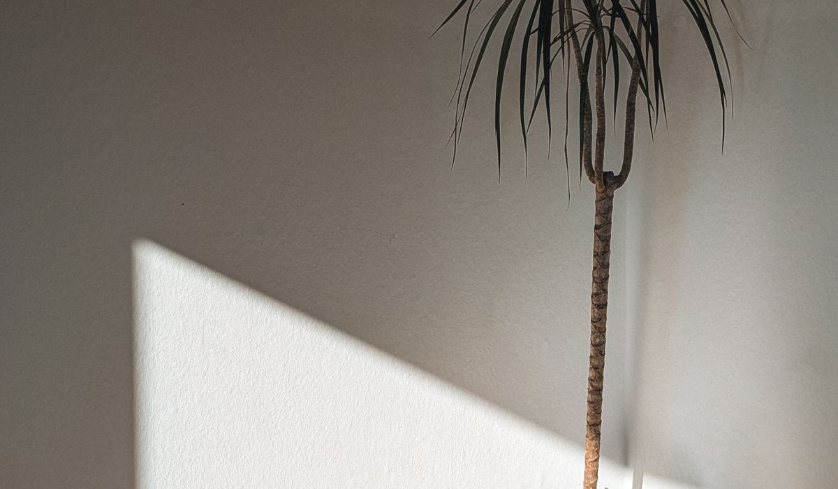 Dividing Crowded Houseplants to Make New Plants