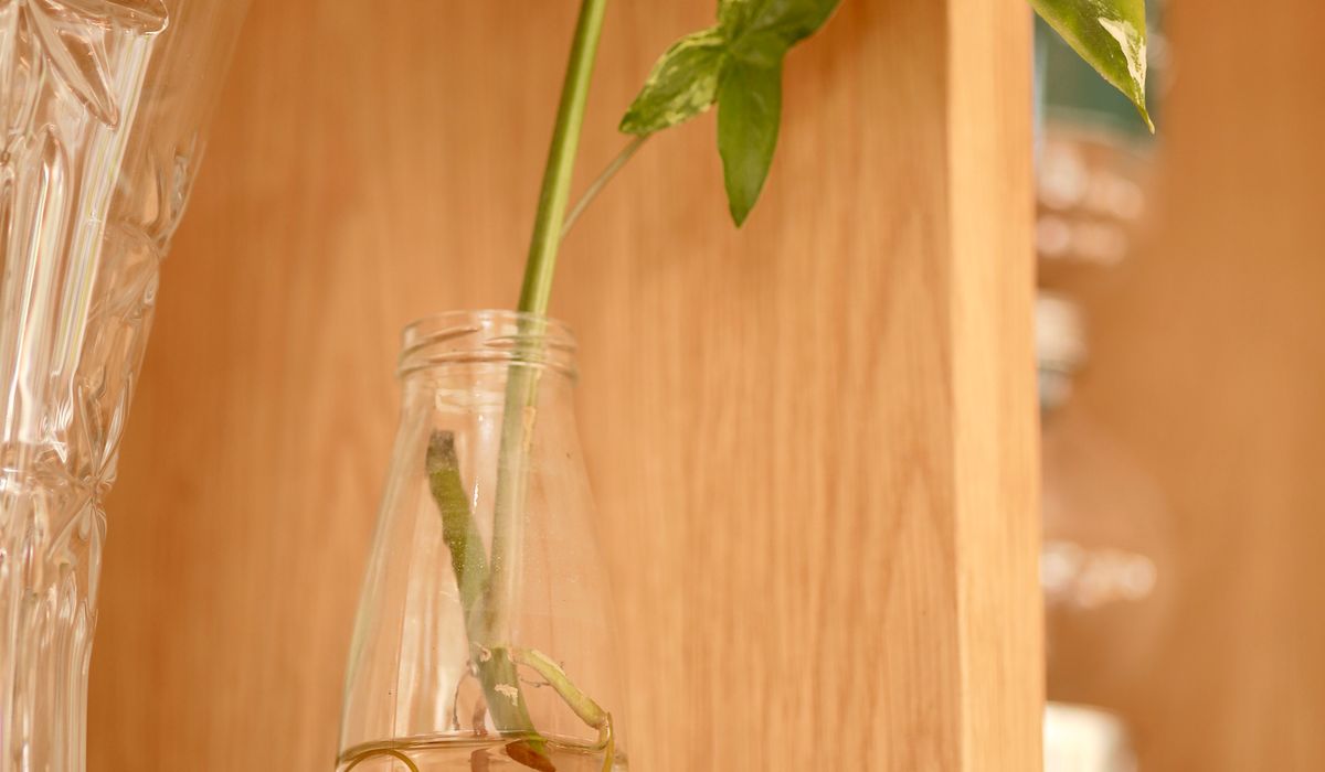Grouping Plants by Light and Humidity Needs