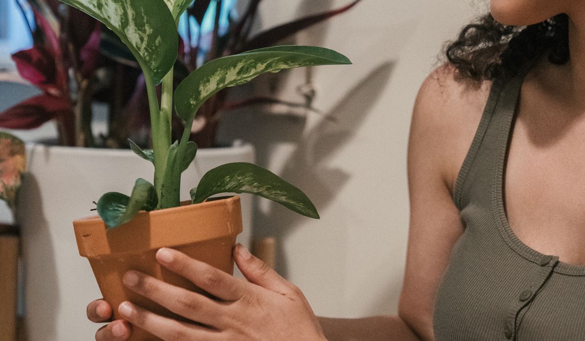 How to Keep Houseplants Healthy in Shade
