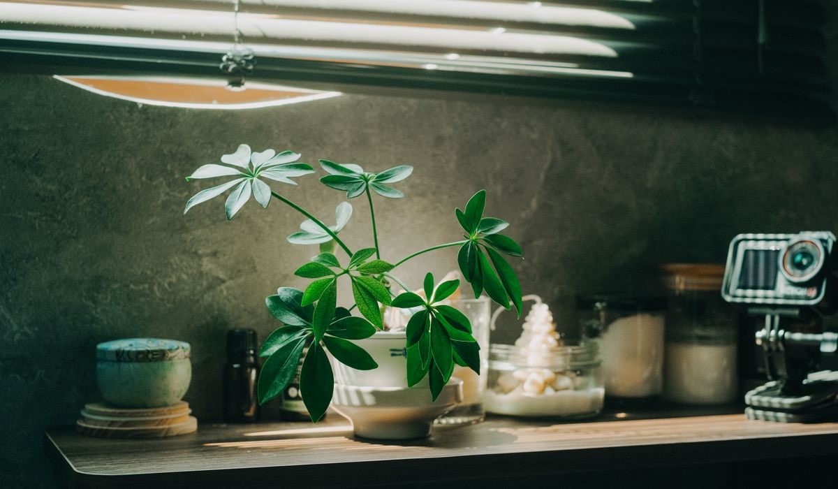 Making a Free-Draining Mix for Indoor Plants