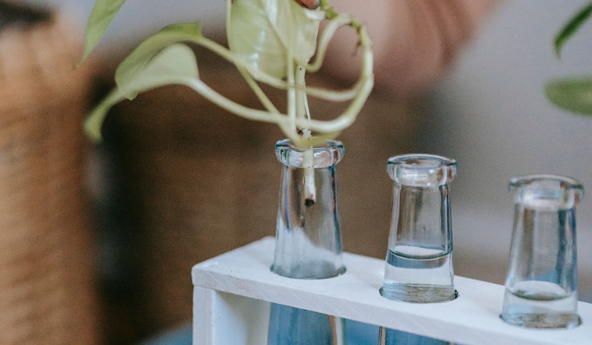Preparing Houseplants for Autumn and Winter Indoors