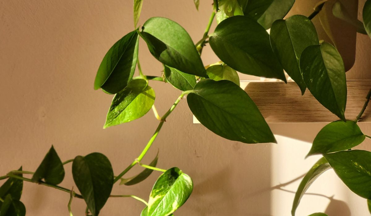 Propagating Pothos Cuttings in Water or Soil