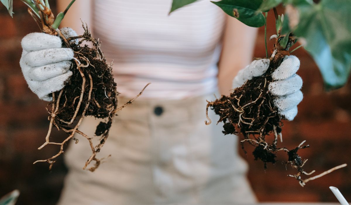Spotting and Treating Common Houseplant Pests