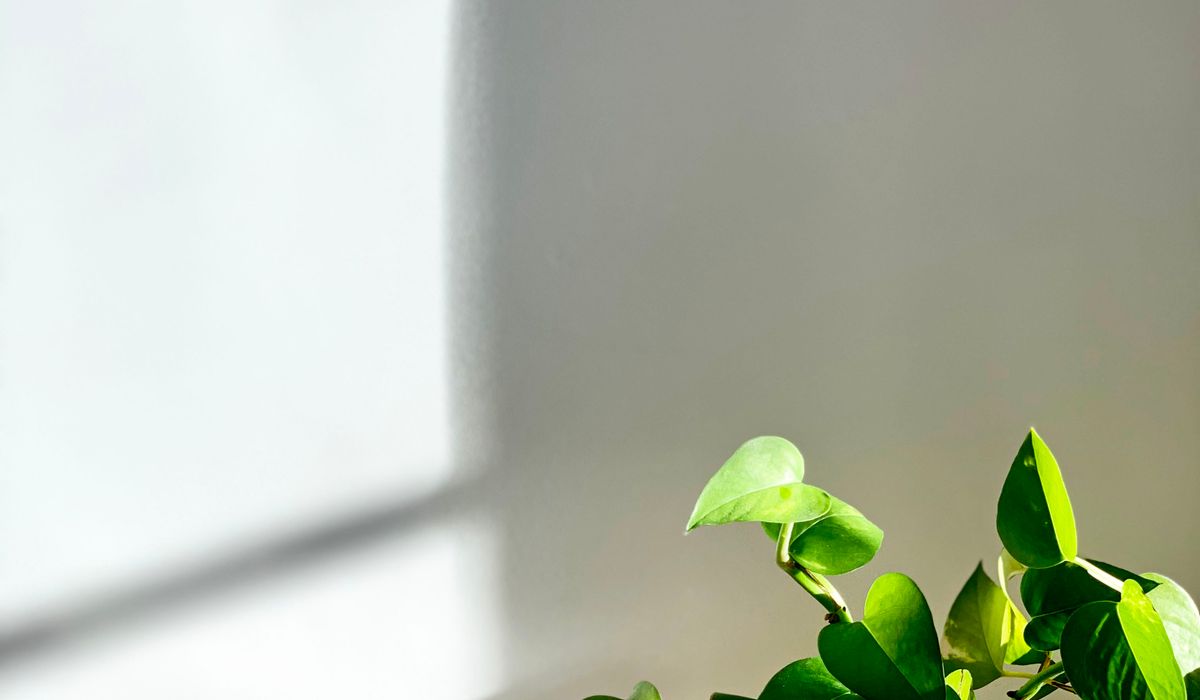Spring Houseplant Care Tasks for Healthy Growth