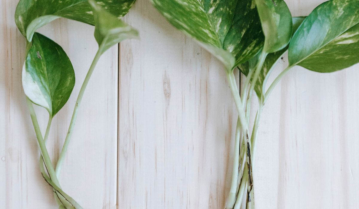 Summer Watering Tips for Thirsty Indoor Plants