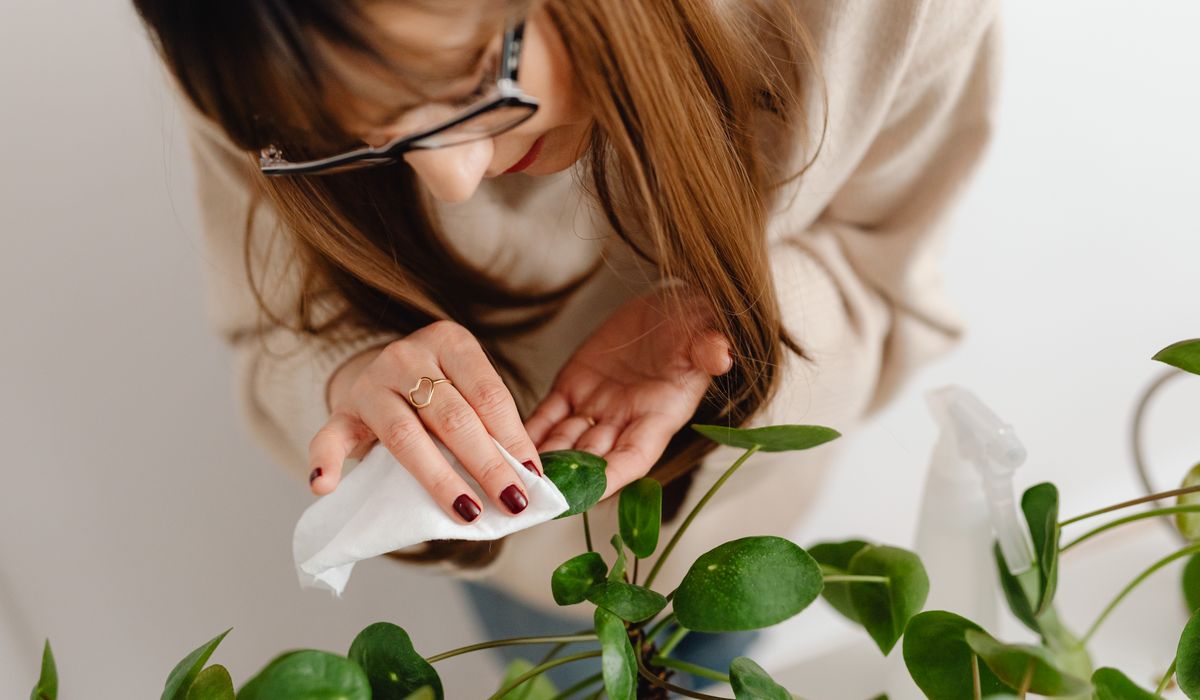 Understanding Dormancy in Houseplants During Winter