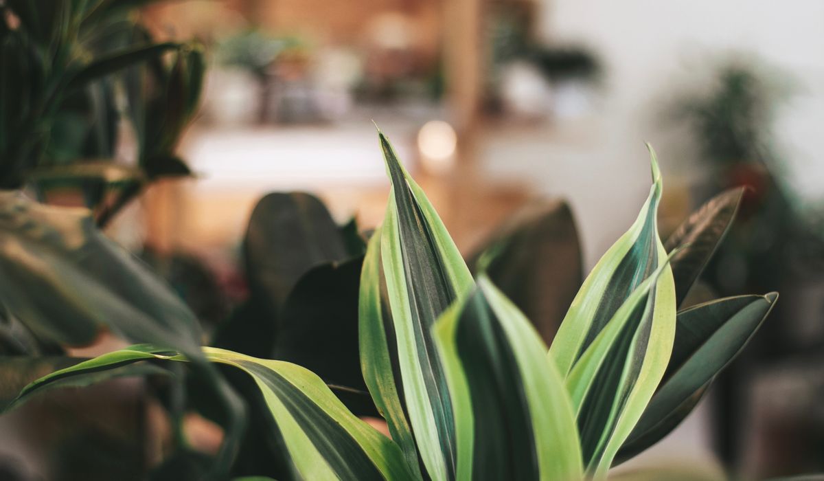 When and How to Repot a Root-Bound Plant