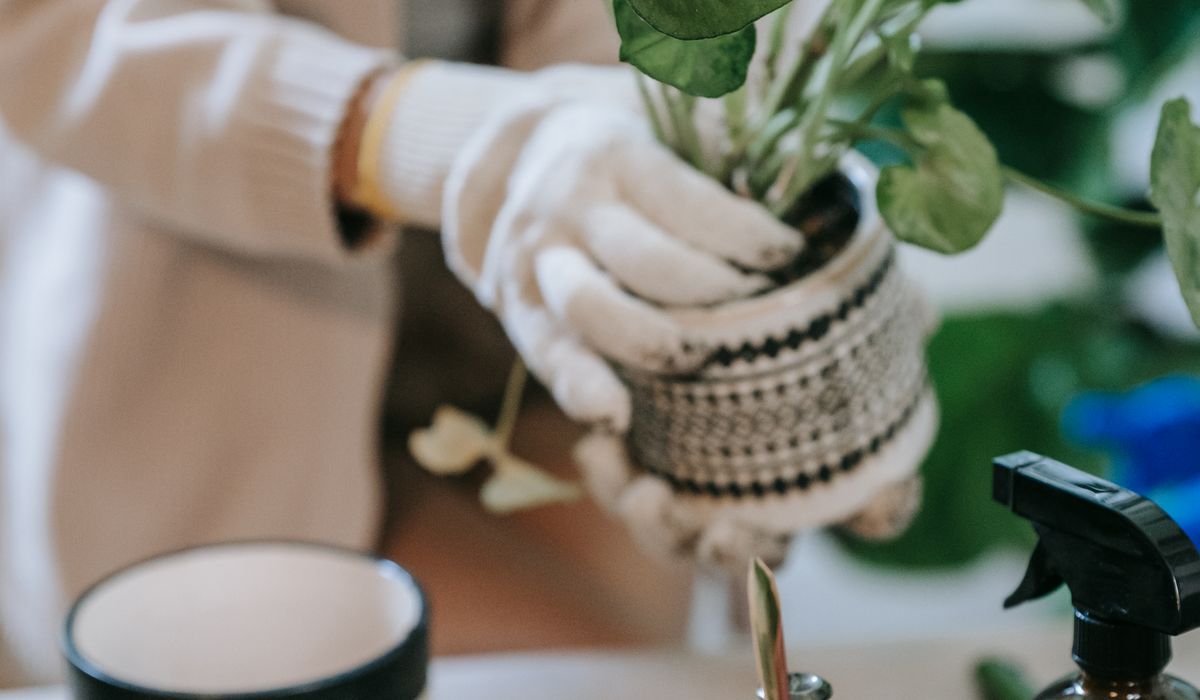 When and How to Water a Snake Plant